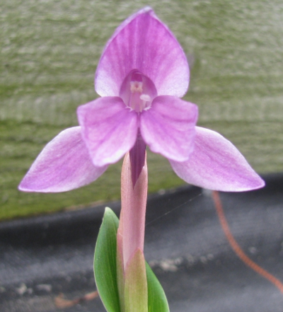 Roscoea humeana 